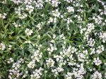 Allisum
