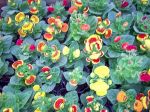 Calceolaria