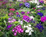 Cineraria