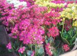 kalanchoe